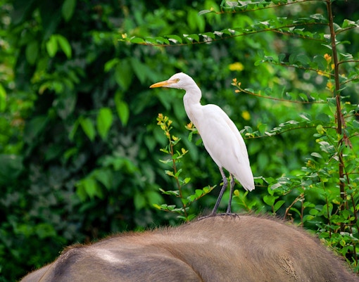 Payah Indah Discovery Wetlands