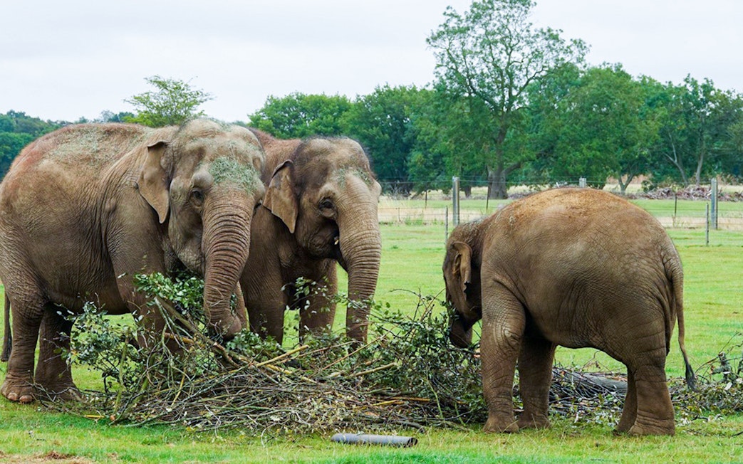 Elephants interacting with branches at Whipsnade Zoo.