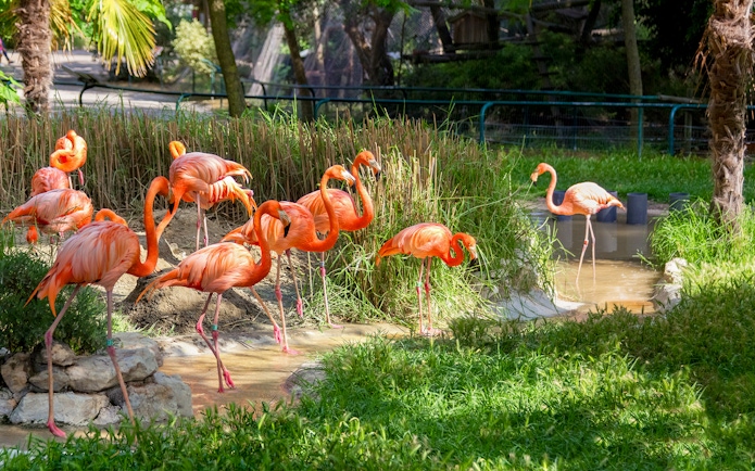Flamingos wading in a pond at Lisbon Zoo, Portugal.