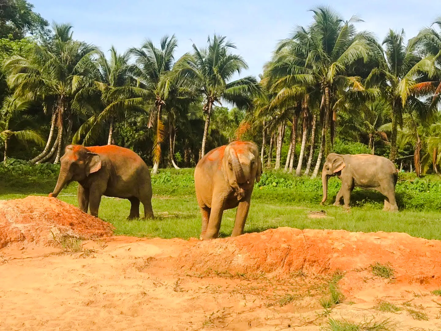 Elephants in a lush Krabi landscape with palm trees, part of the Elephant Care experience.