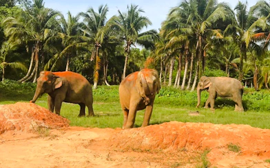 Elephants in a lush Krabi landscape with palm trees, part of the Elephant Care experience.