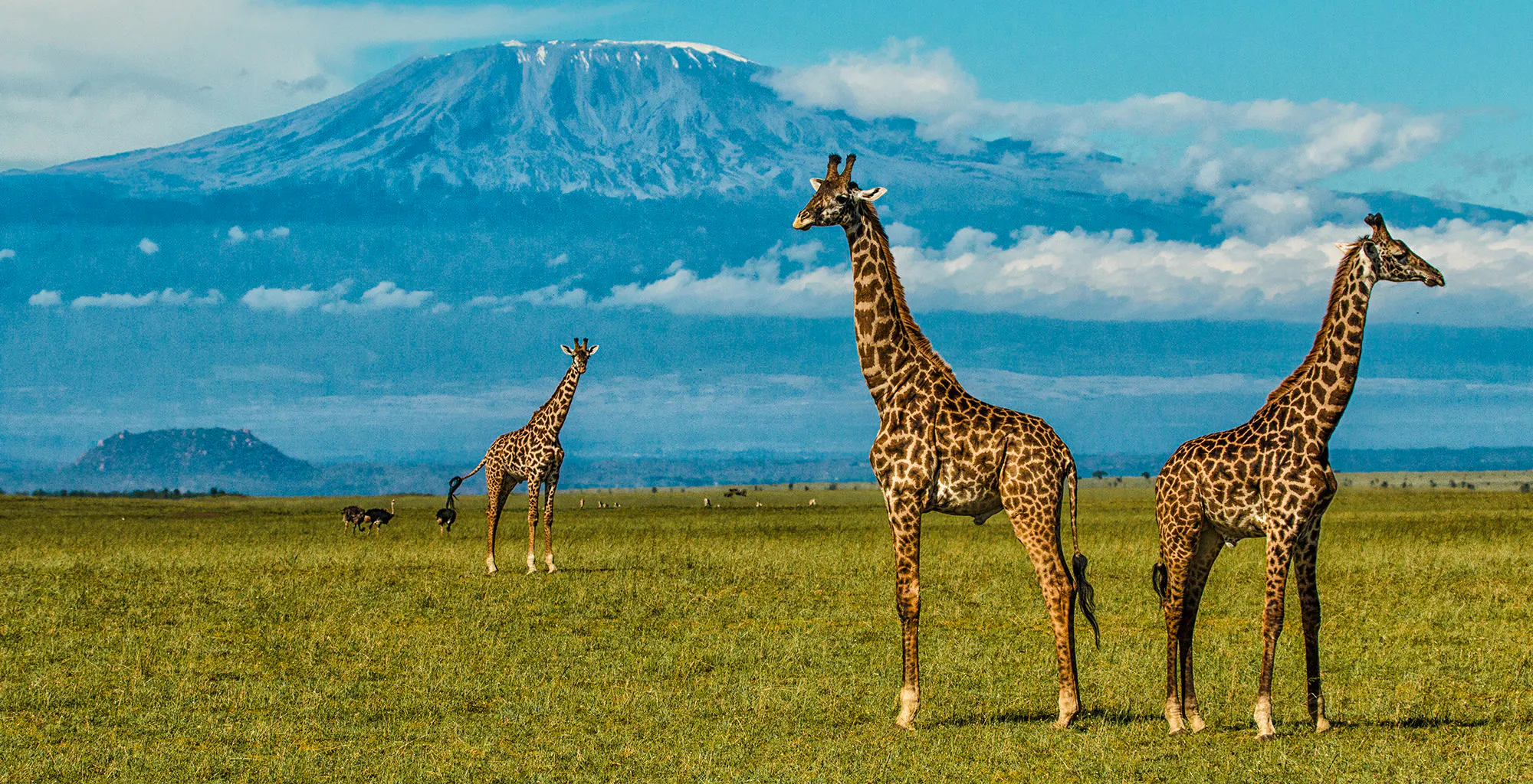 Giraffes grazing in Amboseli National Park with Mount Kilimanjaro in the background.
