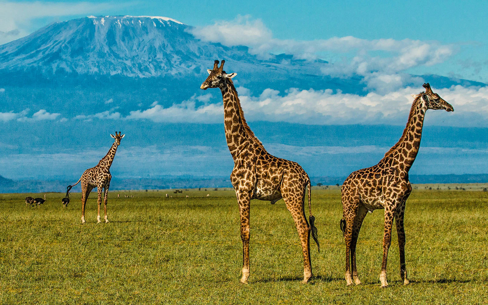 From Nairobi: 4-Day Private Lodge Safari in Amboseli & Tsavo West National Parks (Product 56393)