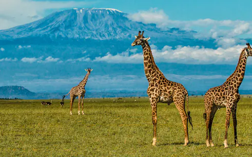 Giraffes grazing in Amboseli National Park with Mount Kilimanjaro in the background.
