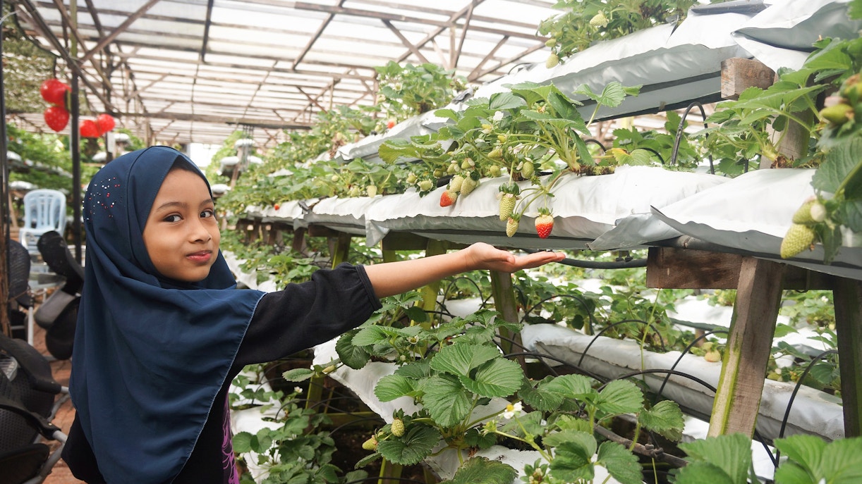Farm in the City Malaysia tickets - Timings