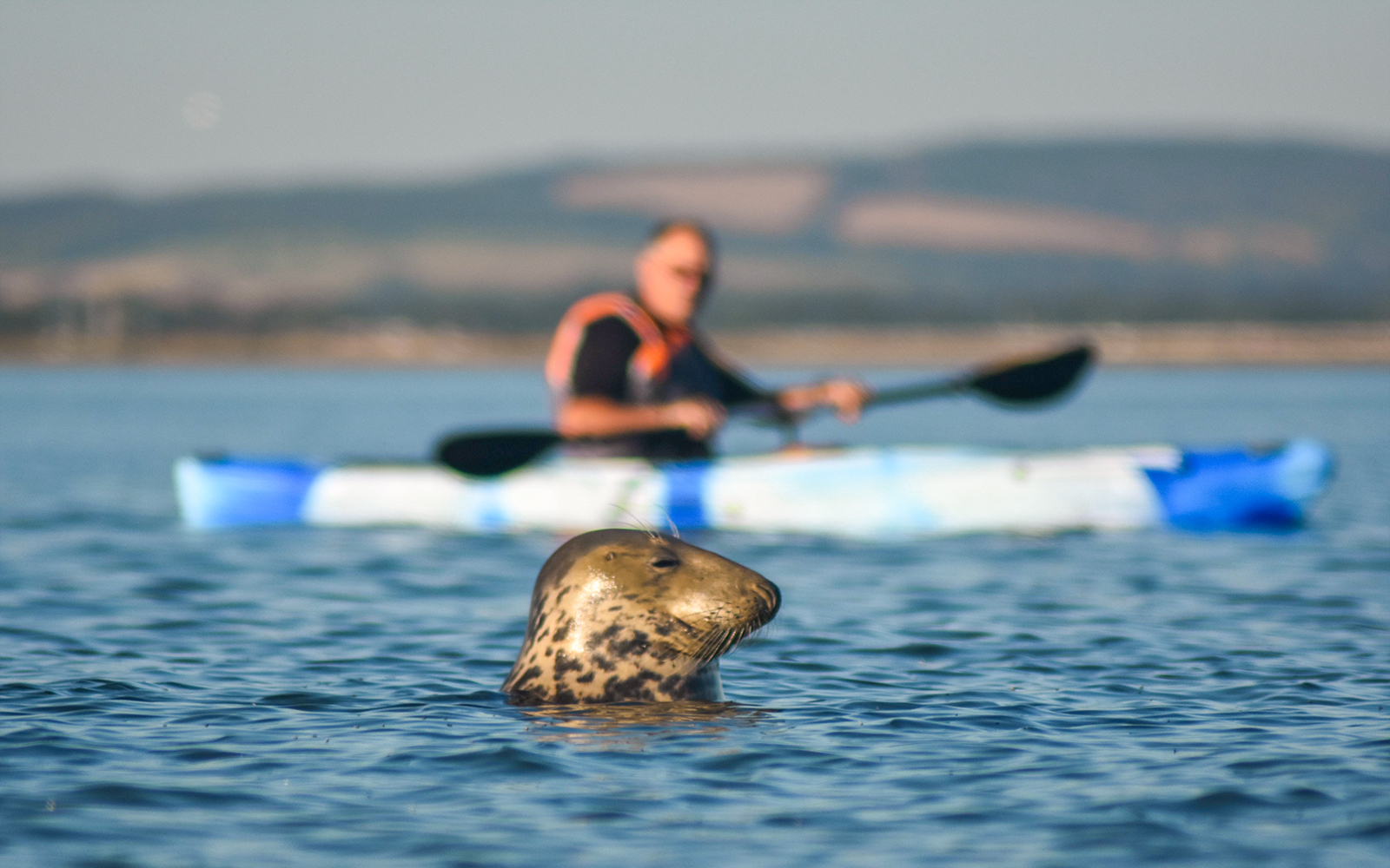 Kayaker paddling near a seal in Apollo Bay, Australia.
