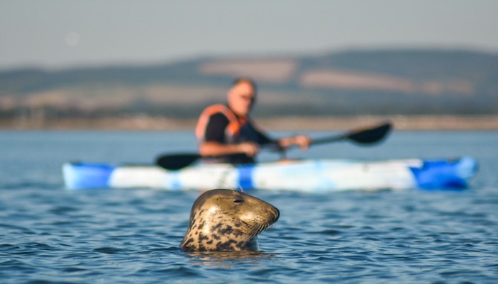 Kayaker paddling near a seal in Apollo Bay, Australia.