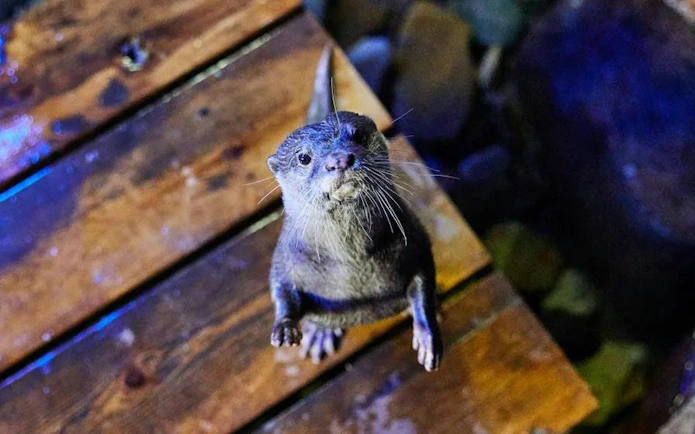 Otter at SEA LIFE Aquarium Busan on wooden platform.