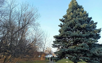 Couple walking in a Bucharest park with large evergreen tree and bare trees in winter.