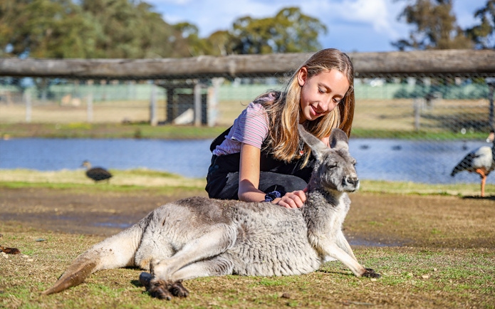 Young visitor petting a kangaroo at Featherdale Wildlife Park.