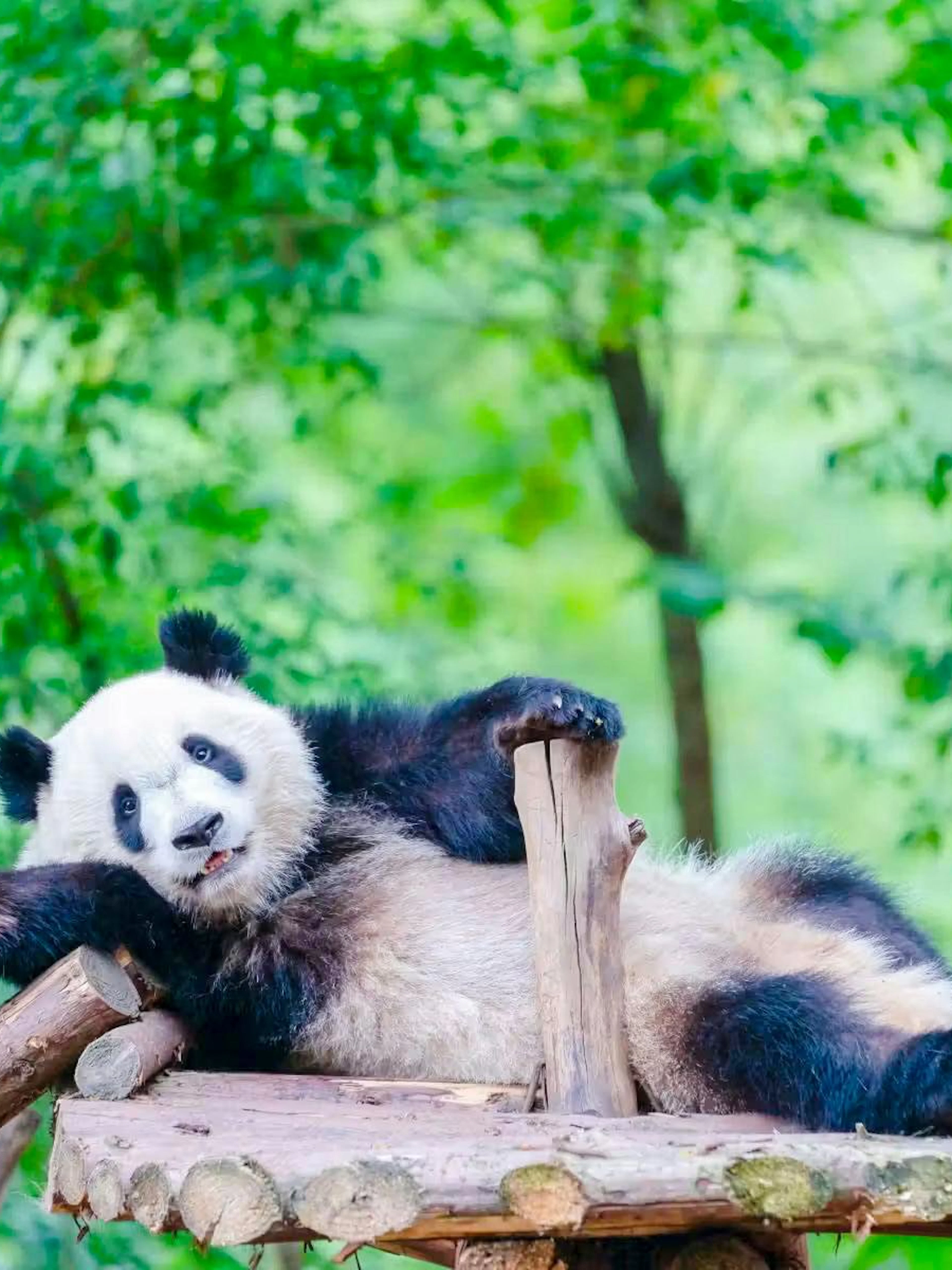 Panda resting on a wooden platform at Chengdu Research Base of Giant Panda.
