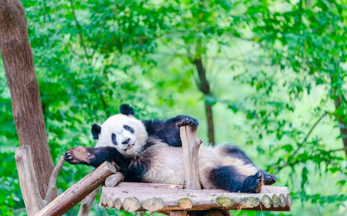 Panda resting on a wooden platform at Chengdu Research Base of Giant Panda.
