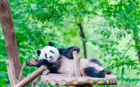 Panda resting on a wooden platform at Chengdu Research Base of Giant Panda.