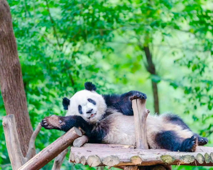 Chengdu Panda Base Admission Ticket
