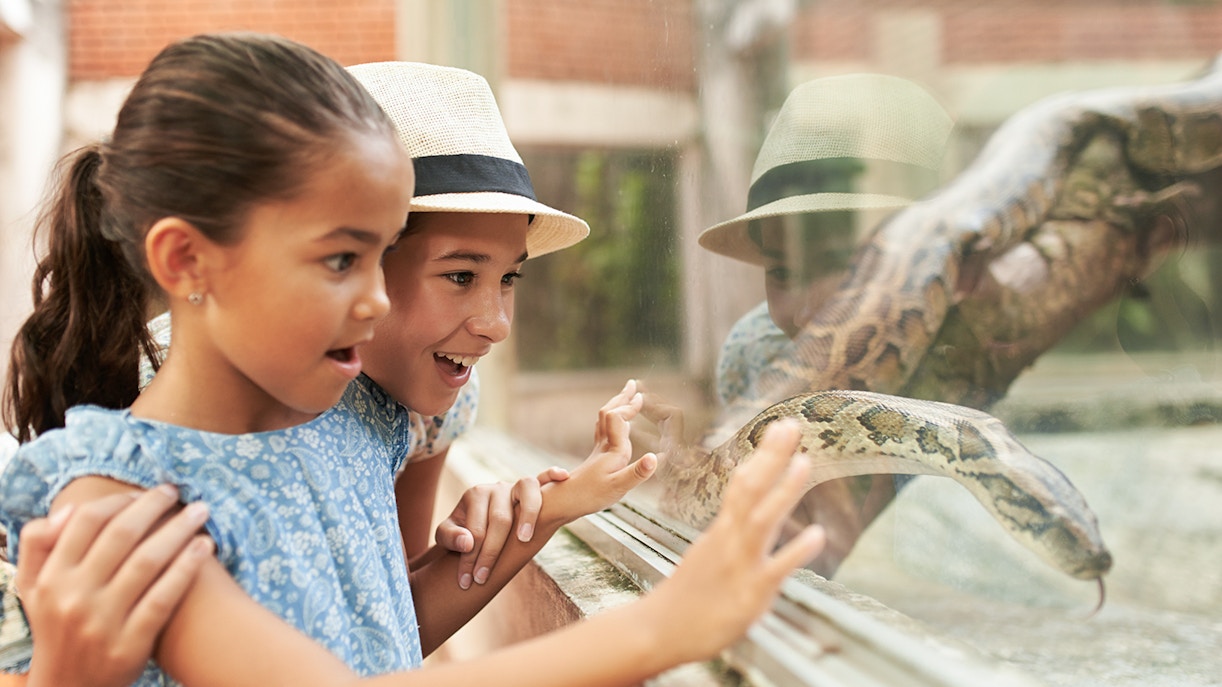 Children observing a snake at Bioparc Valencia.