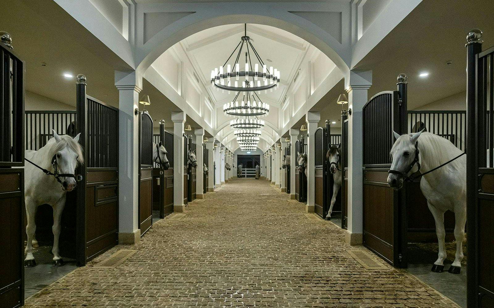 Stables with white horses at Abu Dhabi Royal Equestrian Arts.