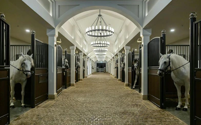 Stables with white horses at Abu Dhabi Royal Equestrian Arts.