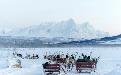 Reindeer Sledding & Sami Culture Guided Tour with Hot Drinks & Meal