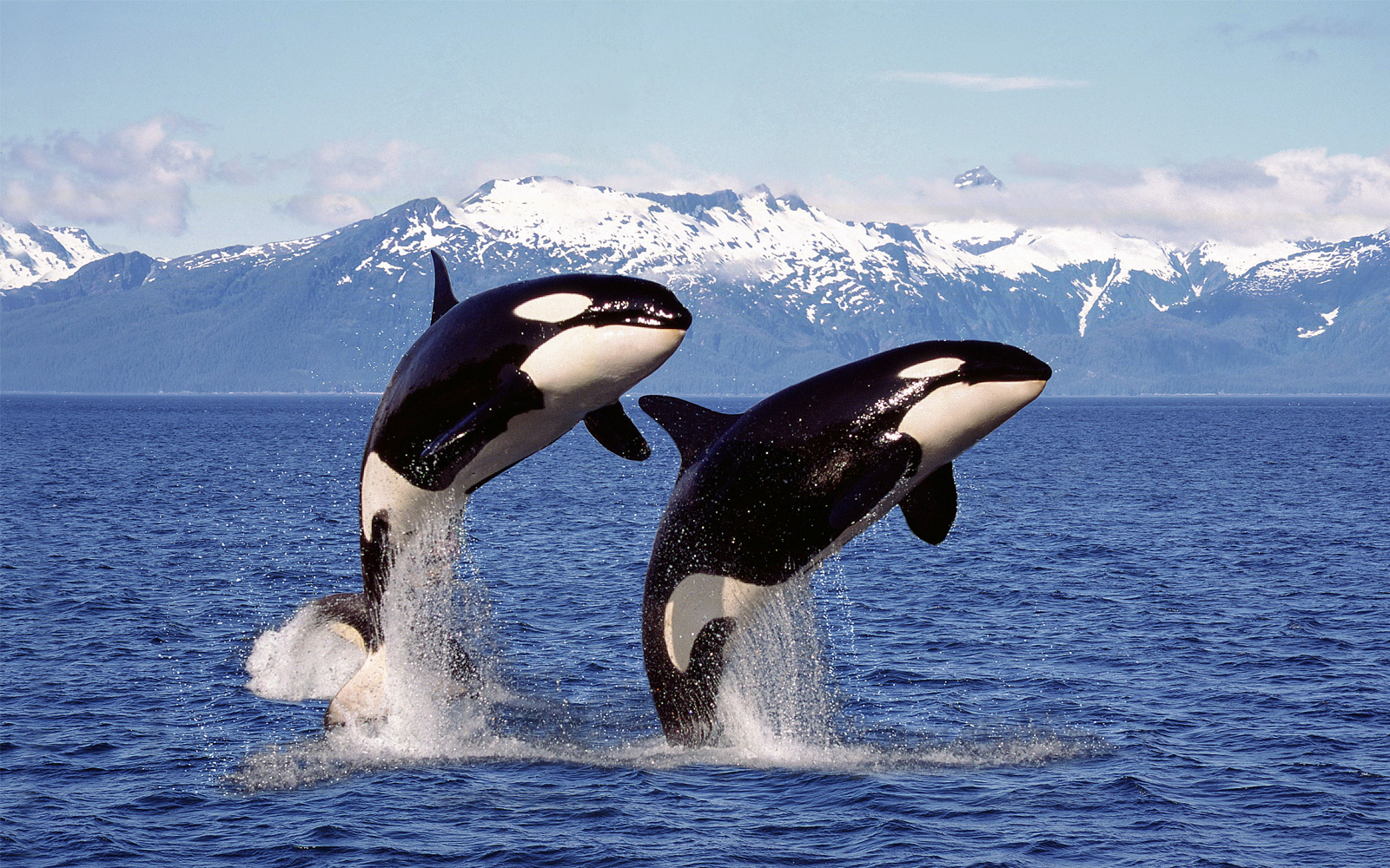 Orcas