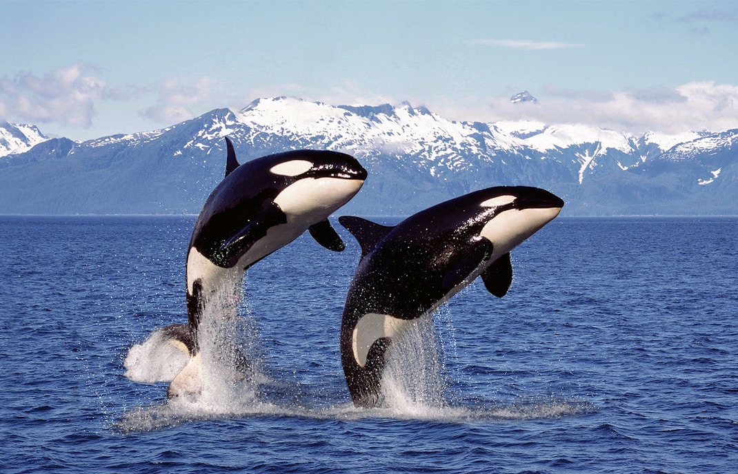 Orcas