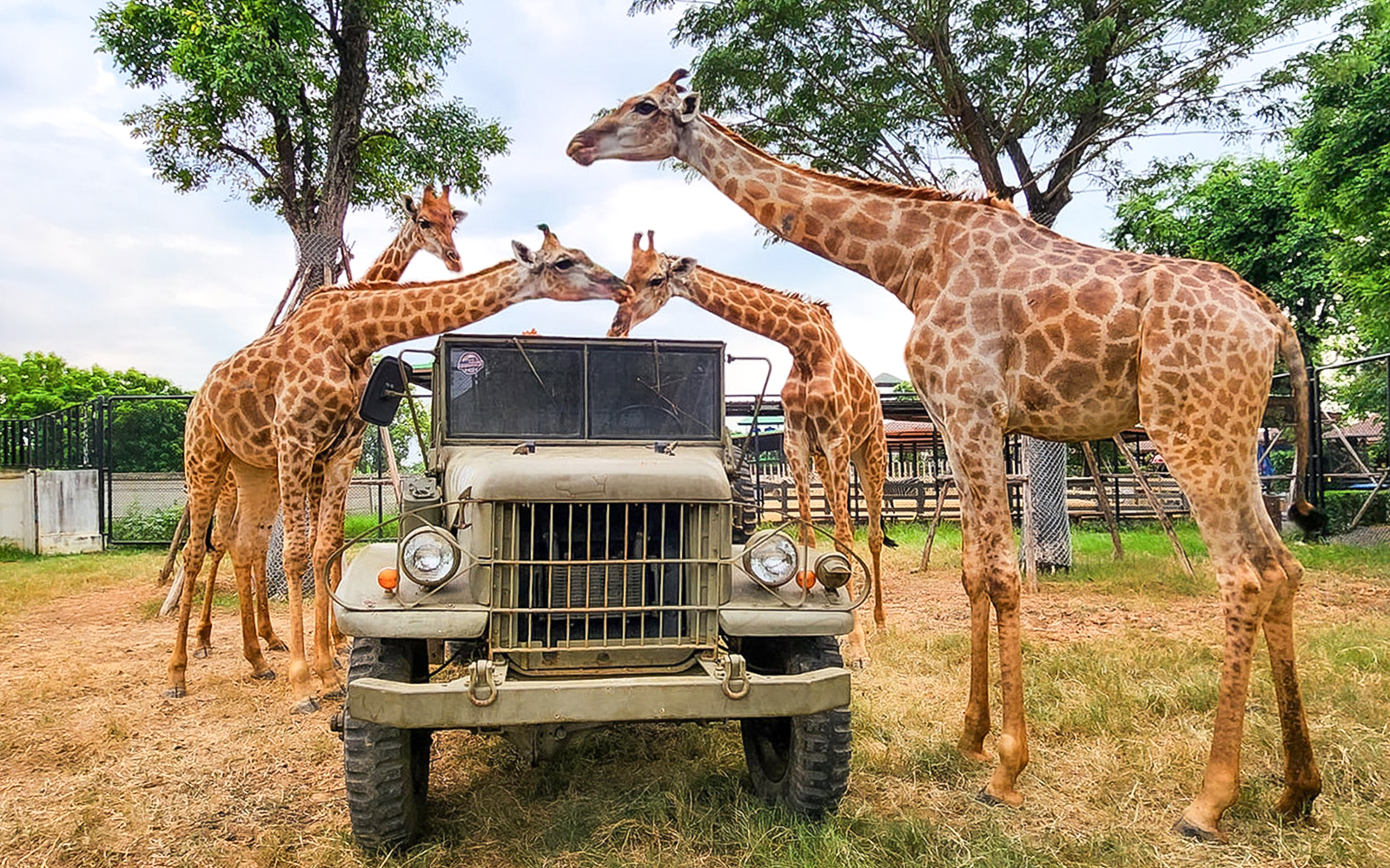 Giraffe safari