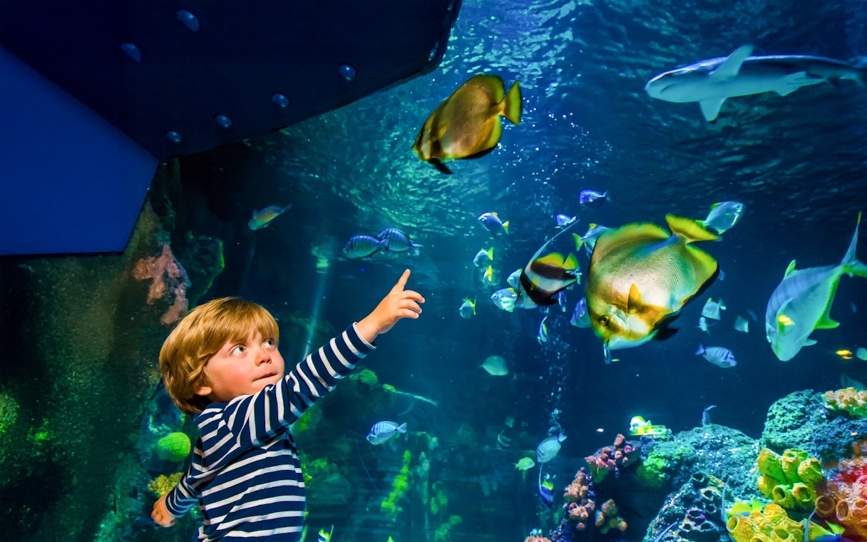 Child pointing at fish in aquarium at Sea Life Speyer.
