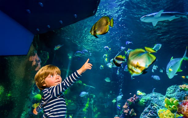 Kid pointing at diverse fish species inside Sea Life Speyer aquarium, Germany.