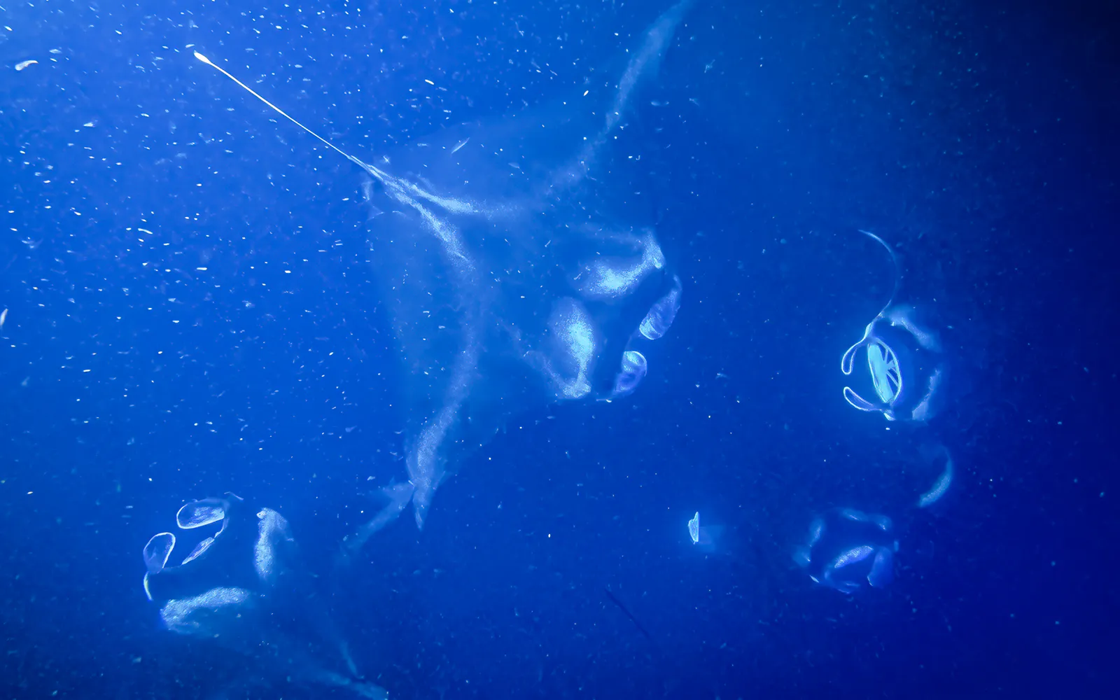 Manta rays swimming underwater during Kona snorkeling tour.