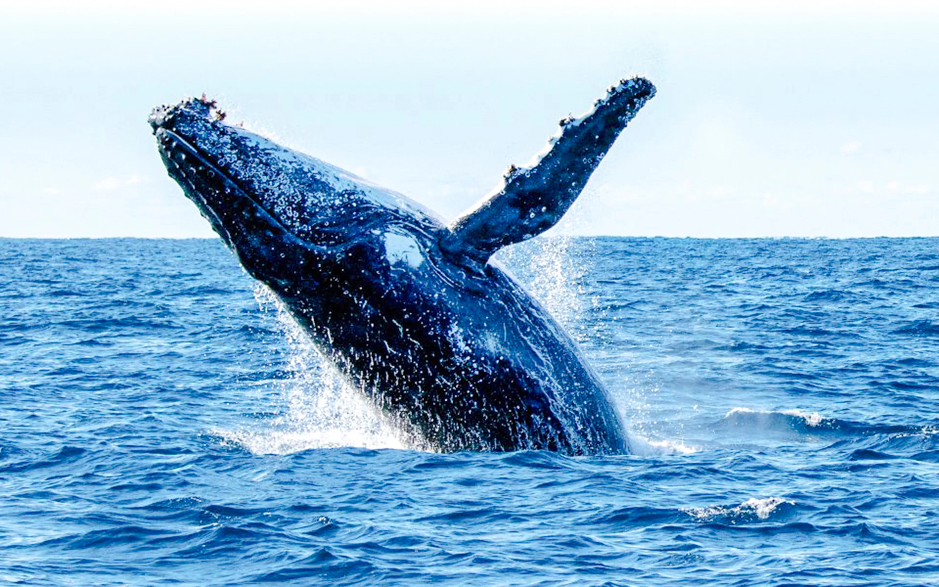 See Humpbacks up close (with a guarantee!)