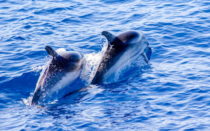 Dolphins swimming in the ocean during a boat tour.