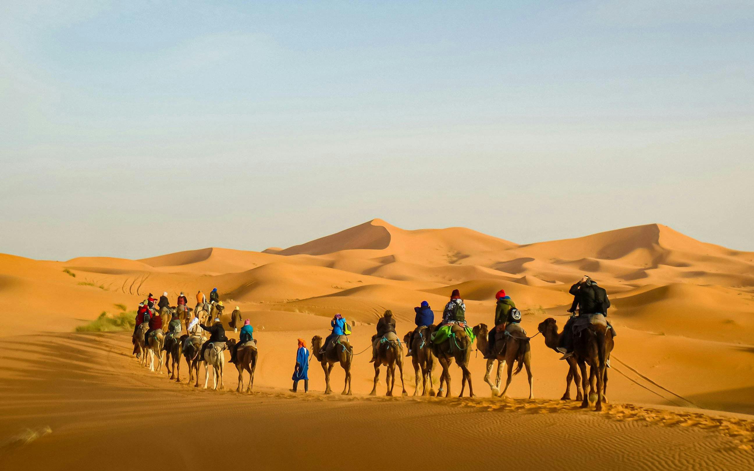 Camels trekking across golden dunes in the Sahara Desert near Merzouga.