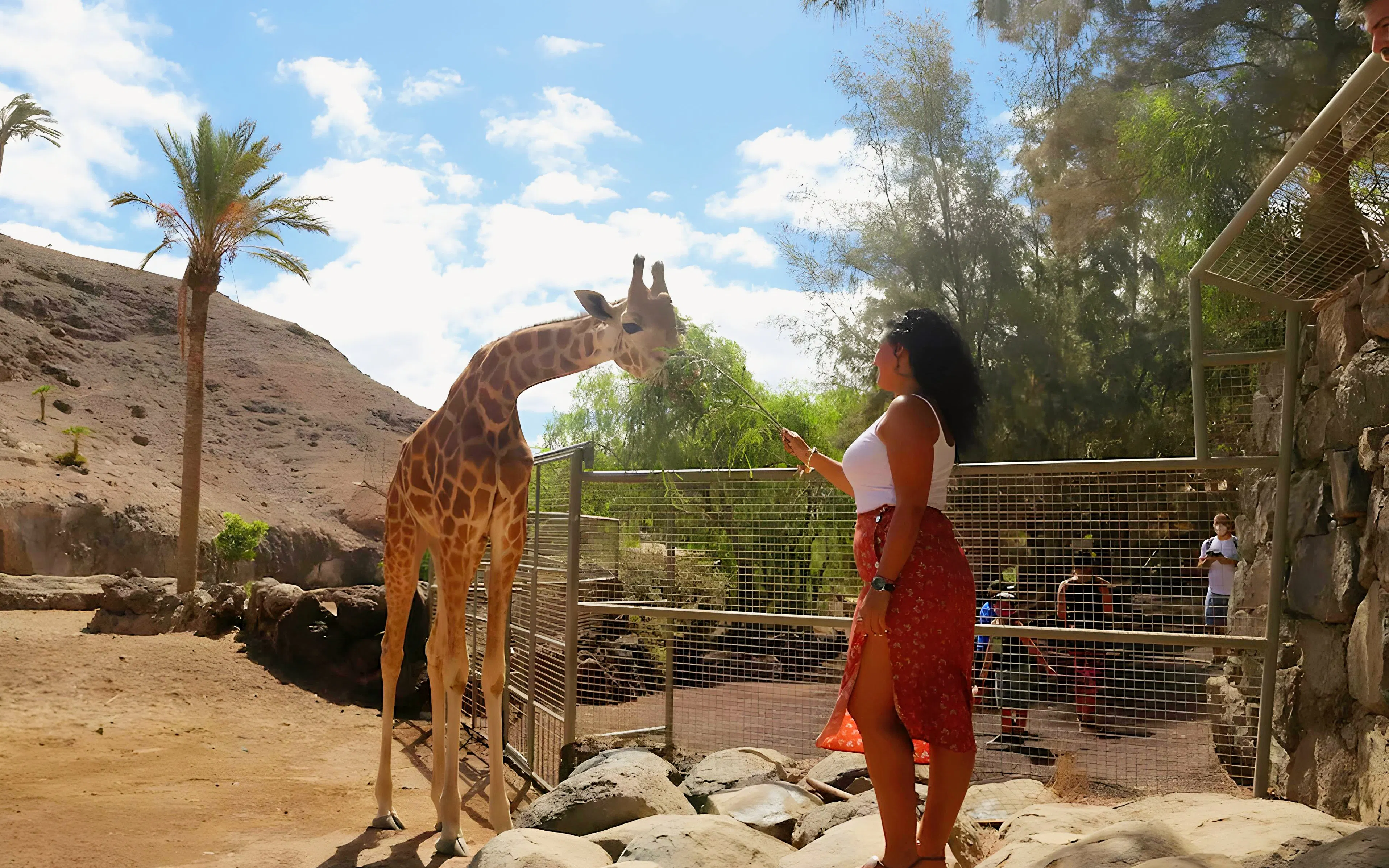 Woman feeding giraffe at Oasis Wildlife park experience.