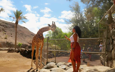 Woman feeding giraffe at Oasis Wildlife park experience.