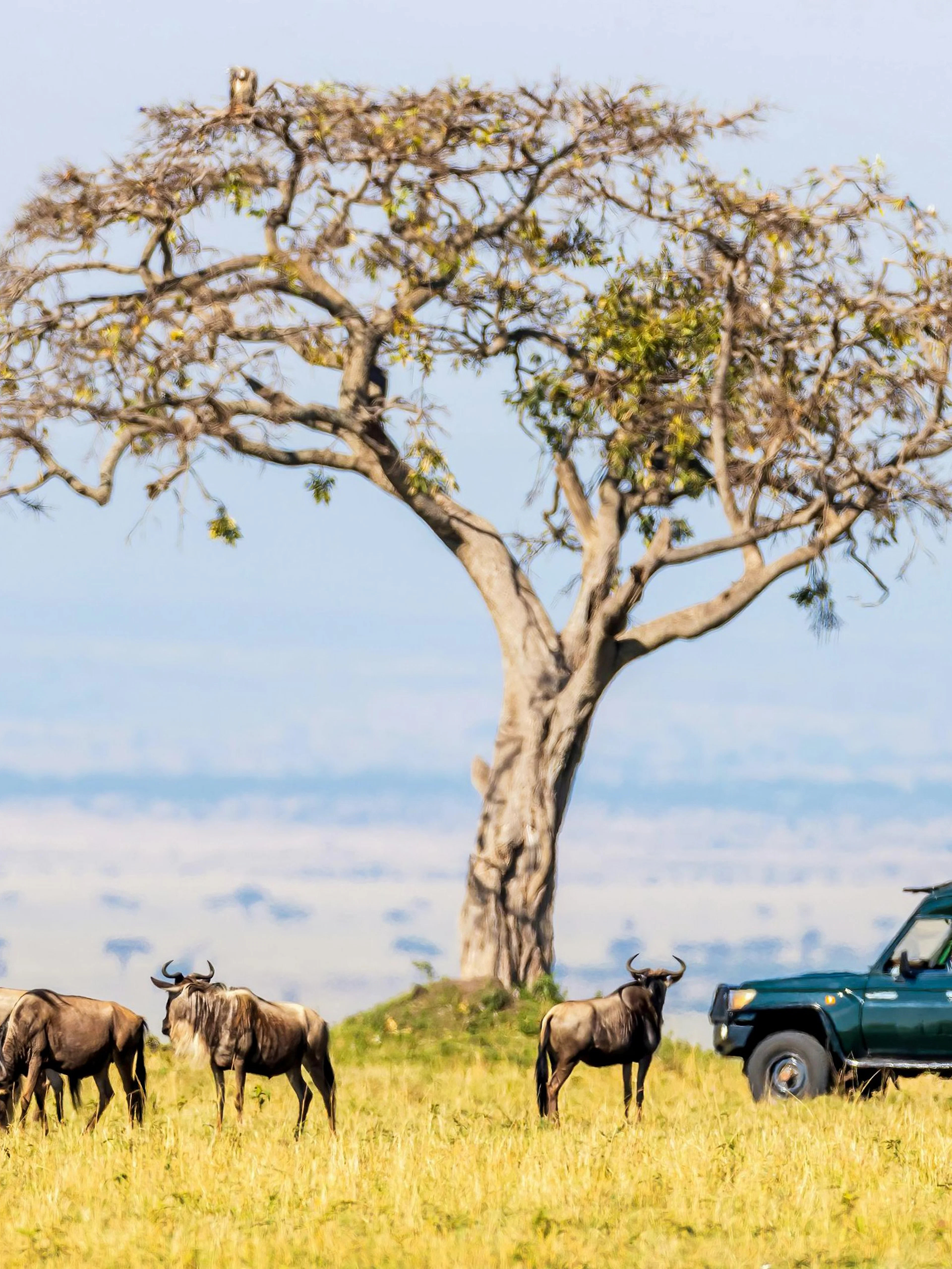 Safari vehicle and wildebeests in Masai Mara National Reserve, Kenya.