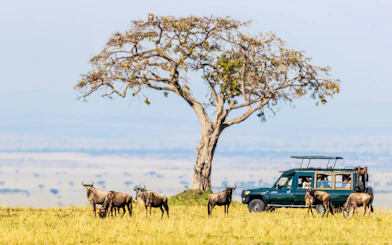 Safari vehicle and wildebeests in Masai Mara National Reserve, Kenya.