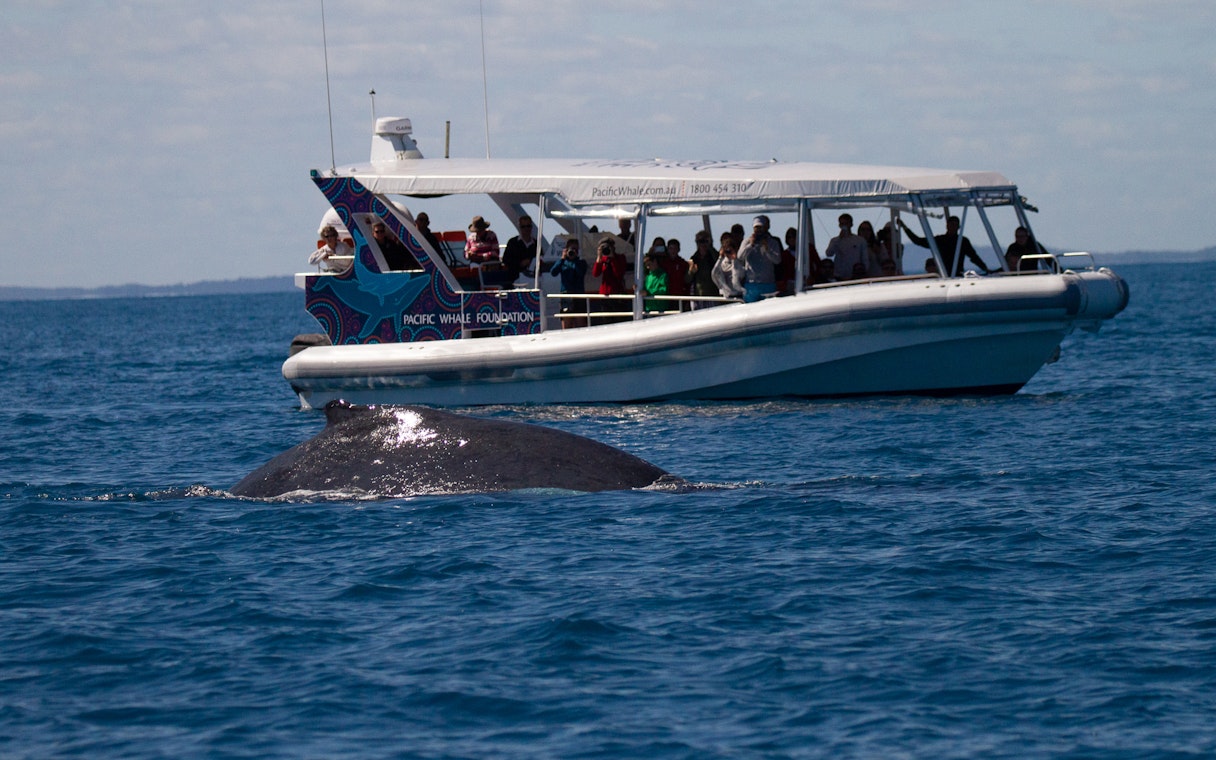 Tourists on a whale watching boat observe a humpback whale in Hervey Bay.