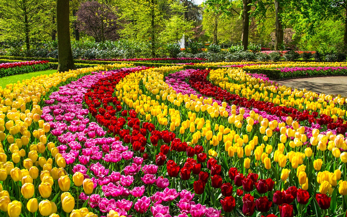 Spring tulips in vibrant rows at Keukenhof Park, Netherlands.