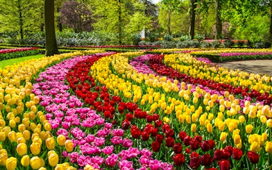 Spring tulips in vibrant rows at Keukenhof Park, Netherlands.