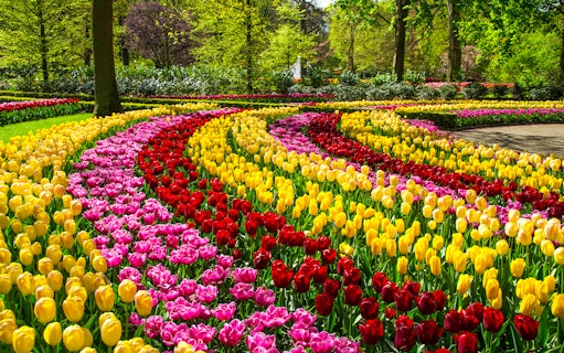 Spring tulips in vibrant rows at Keukenhof Park, Netherlands.