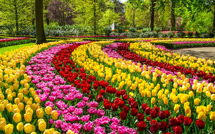 Spring tulips in vibrant rows at Keukenhof Park, Netherlands.
