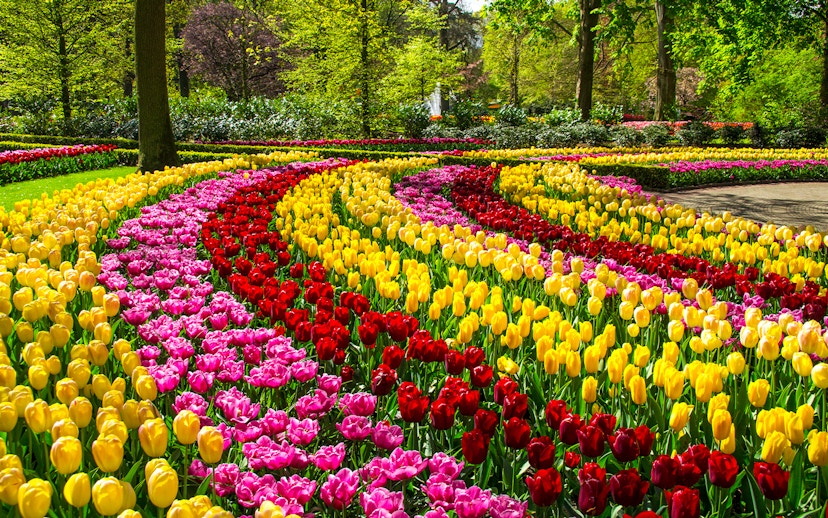 Spring tulips in vibrant rows at Keukenhof Park, Netherlands.