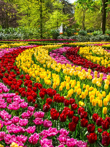 Spring tulips in vibrant rows at Keukenhof Park, Netherlands.