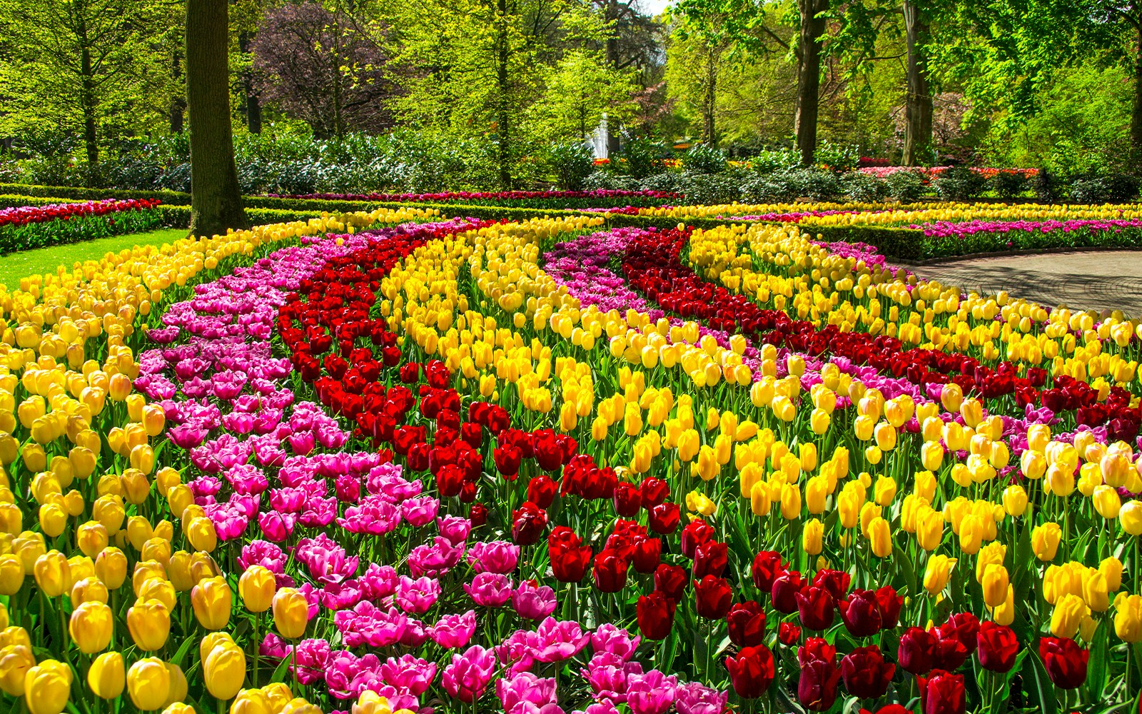 Spring tulips in vibrant rows at Keukenhof Park, Netherlands.