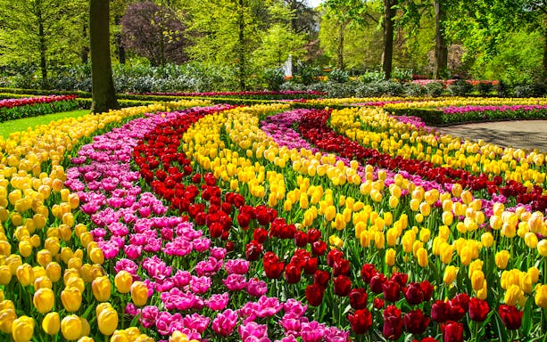 Spring tulips in vibrant rows at Keukenhof Park, Netherlands.