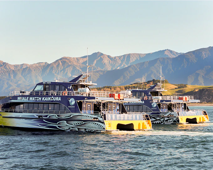 Kaikoura Whale Watching Cruise