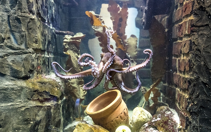 Octopus swimming in a tank at Sea Life Oberhausen aquarium.