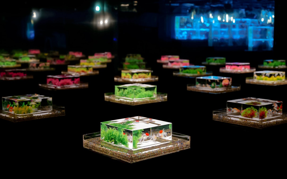 Illuminated square aquariums with goldfish at Art Aquarium Museum exhibit.