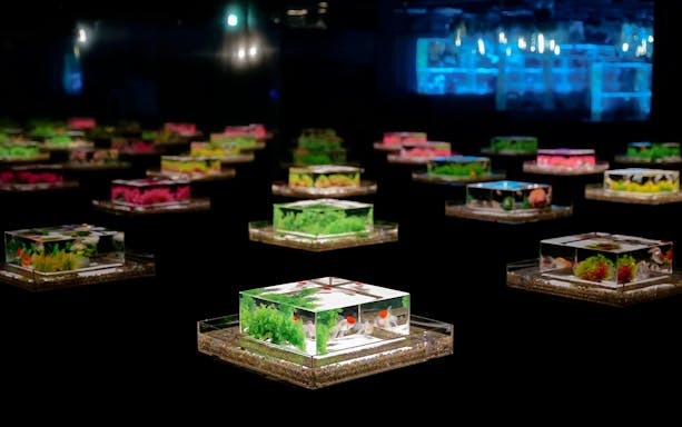 Illuminated square aquariums with goldfish at Art Aquarium Museum exhibit.