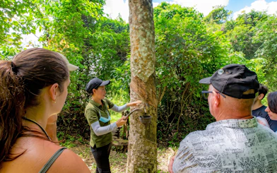 Guide demonstrating rubber tapping to tourists at Phuket Elephant Nature Park.