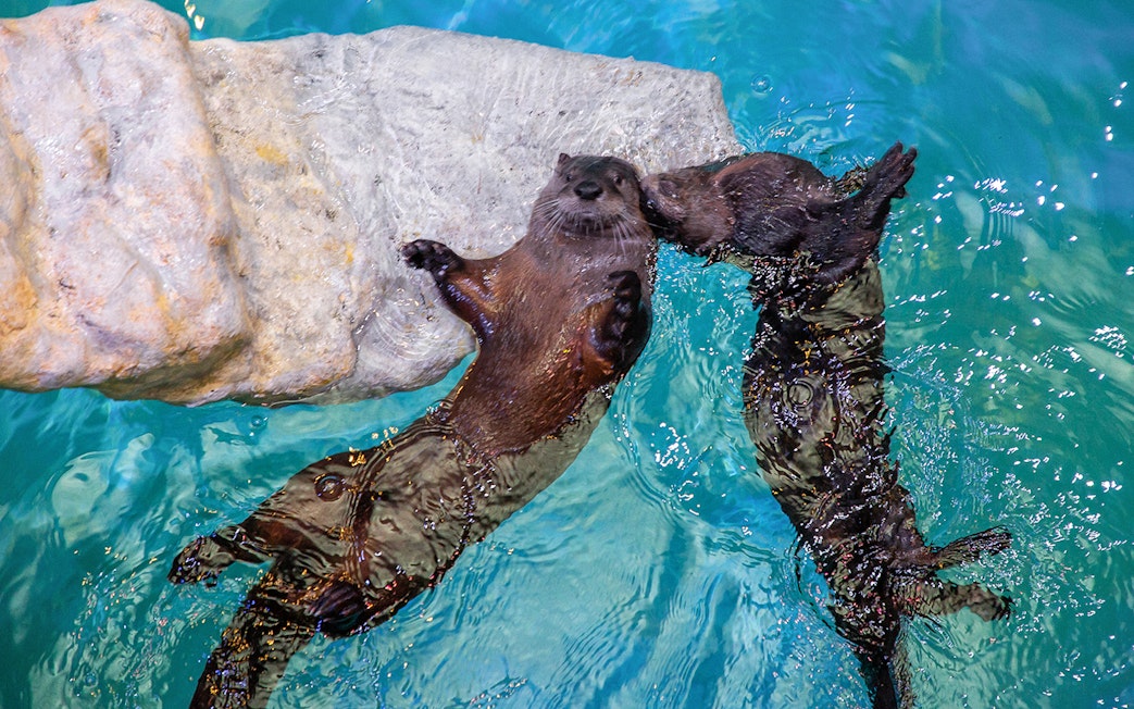 Otters swimming near rocks at Clearwater Beach.